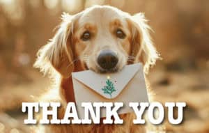 #2401PC - Golden Retriever “Thank You” Postcard